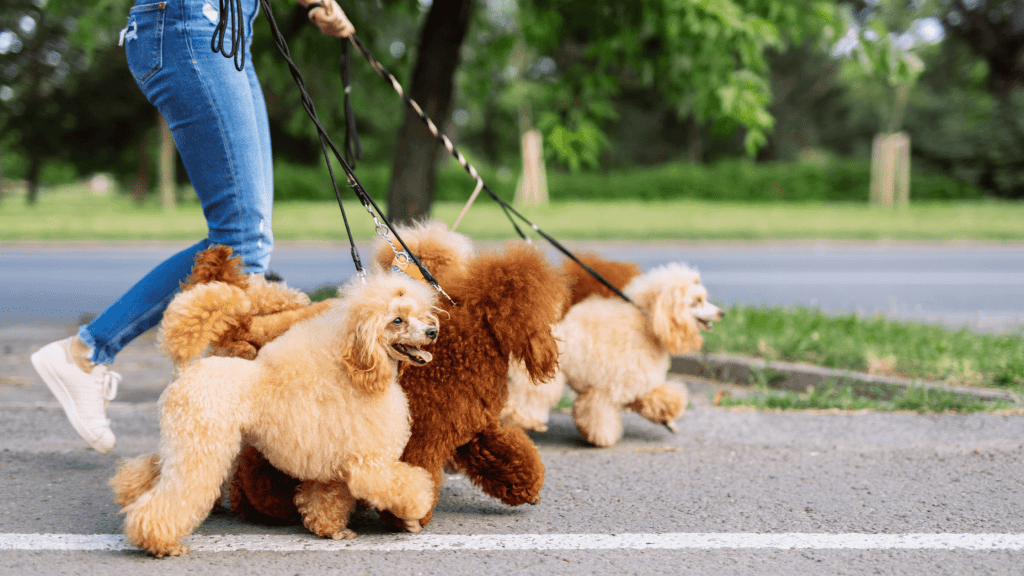 person walking with several dogs