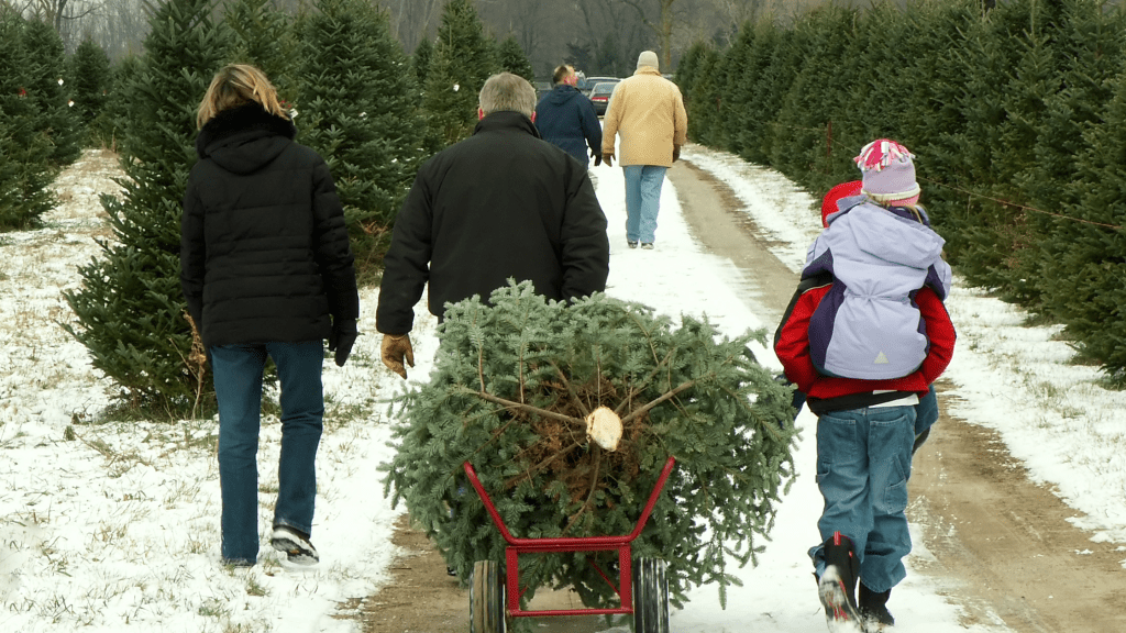 family pulling Christmas tree at a tree farm during holiday season