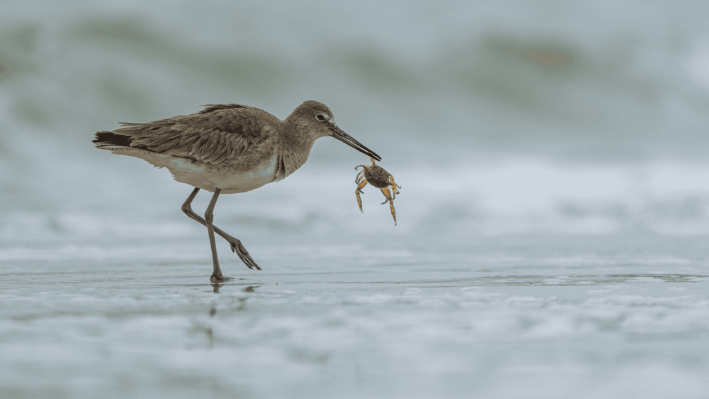 bird holding crab by the beak at the beach